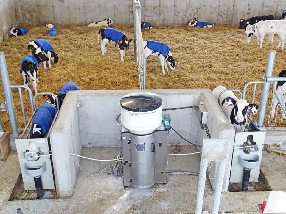 GEA Automatic Calf Feeder Dairy Lane Systems how-to-wean-calves-without-stressing-them-agriexpo-e-magazine